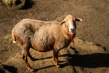 Goat in the Anaga mountains in Tenerife - 750534708