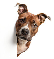 American Staffordshire Terrier peeking around the corner - perfect for a placeholder image, on a transparent background - obrazy, fototapety, plakaty