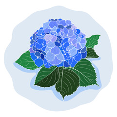 Blooming blue hydrangea flower outline, botanical vector illustration.