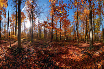 A sunny autumn panorama in the forest
