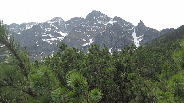 vegetation of the Morskie Oko lake in Poland