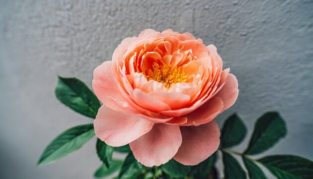 beautiful blossoming single peony shaped coral coloured rose flower on the grey wall background close up view