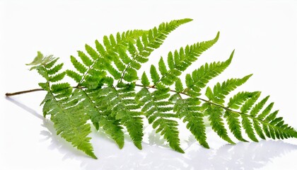 fern isolated on white background