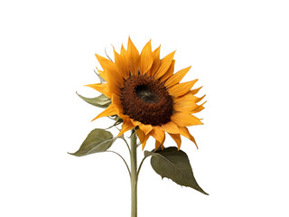 Sunflower isolated on transparent background 