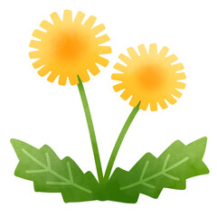 シンプルな春の黄色いたんぽぽの花