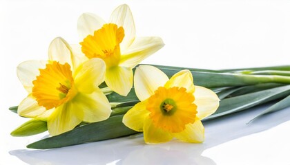 jonquil flower isolated on white background