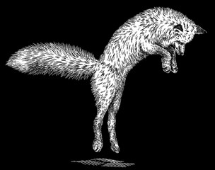 Vintage engraving isolated fox set illustration ink sketch. Wild animal background foxy animal silhouette art. Black and white hand drawn image.