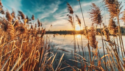 reeds on the shore of the lake at sunset abstract autumn nature background