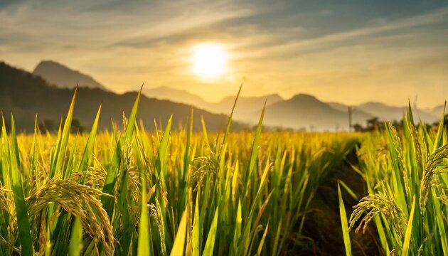 rice field closeup of yellow paddy rice field with golden sun rising in autumn royalty high quality free stock image of beautiful close up of organic rice fields
