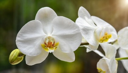 delicate white orchid