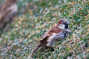 Moineau domestique - Passer domesticus - Paris - Jardin des Tuileries
