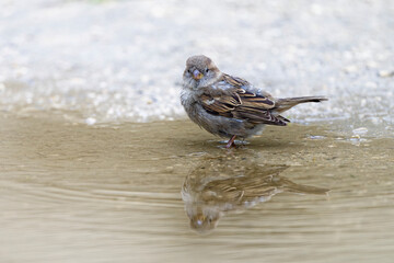 Moineau domestique - Passer domesticus - Paris - Jardin des Tuileries