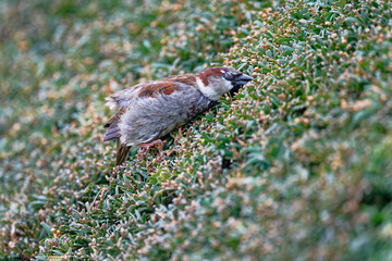 Moineau domestique - Passer domesticus - Paris - Jardin des Tuileries