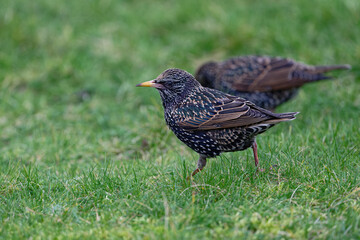 étourneau sansonnet -  sturnus vulgaris linnaeus -  Tuilerie - Louvre
