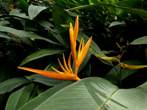 Orange parakeet flower or heliconia psittacorum, tropical garden