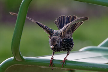 étourneau sansonnet -  sturnus vulgaris linnaeus -  Tuilerie - Louvre
