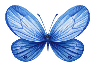 Blue Butterfly isolated Hand painted watercolor Illustration for greeting cards, invitations. Tropical butterflies for design