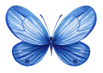 Blue Butterfly isolated Hand painted watercolor Illustration for greeting cards, invitations. Tropical butterflies for design