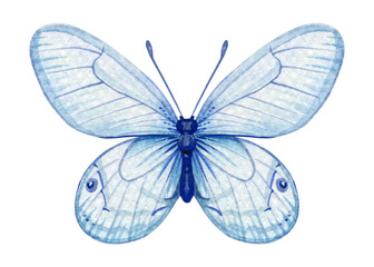 Butterfly isolated Hand painted watercolor Illustration for greeting cards, invitations. Tropical Light Blue butterfly for design.
