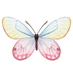 Butterfly isolated Hand painted watercolor Illustration for greeting cards, invitations. Tropical butterflies for design