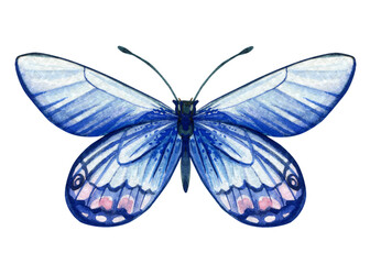 Butterfly isolated Hand painted watercolor Illustration for greeting cards, invitations. Tropical element for design. Blue butterfly