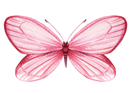 Pink Butterfly isolated Hand painted watercolor Illustration for greeting cards, invitations. Tropical butterflies for design