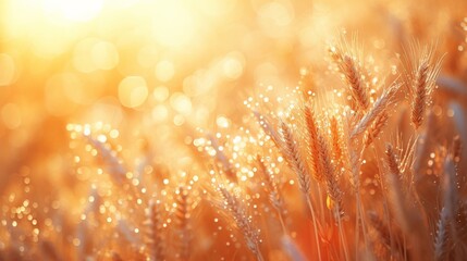 Warm summer morning in a wheat field golden sun, sparkling water droplets on grass