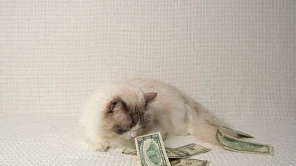 Cat and dollar sign. Rich cat.