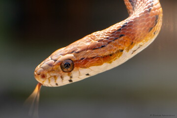 Photographer through the eyes of the serpent or Gabriel on a walk
