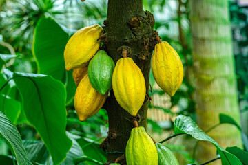 Cacao tree or cocoa tree (Theobroma cacao) is an evergreen tree native to tropical America.