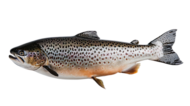 Spotted Whole Trout Isolated on white Background, A full view of a spotted trout, showcasing its intricate pattern and colors, isolated against a transparent background with clipping path.