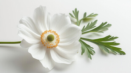 Fototapeta na wymiar A white flower with green leaves on a white background