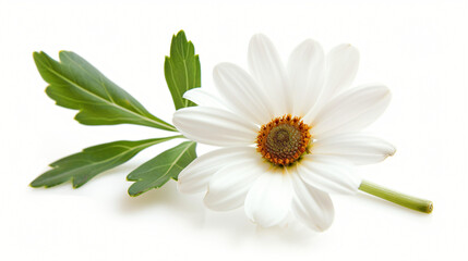 A white flower with green leaves on a white background