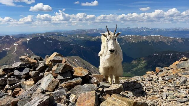 High elevation mountain goat baby birds top Rocky Mountains Colorado sunny summer morning day Mount Blue Sky Evans Grays and Torreys peaks saddle trail hike mountaineer Denver front range pan left