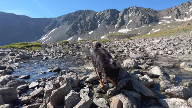 Mini Aussie dog pup riverbed stream Rocky Mountains Colorado sunny summer morning day Mount Blue Sky Evans Grays and Torreys peaks saddle trail hike mountaineer Denver front range pan right follow