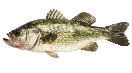 Largemouth Bass Fish Isolated on White Background, Side view of a largemouth bass fish, with its characteristic open mouth, isolated on a white background, a common freshwater fishing catch.