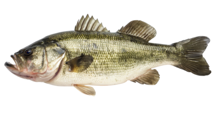 Largemouth Bass Fish Isolated on White Background, Side view of a largemouth bass fish, with its characteristic open mouth, isolated on a white background, a common freshwater fishing catch.