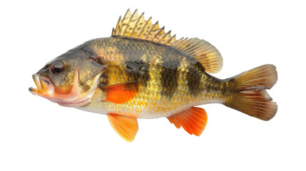 European Perch Fish Isolated on White Background, A vibrant European perch fish, distinguished by its red fins and golden scales, displayed in full profile isolated on a white background.