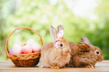 Fototapeta na wymiar cute animal pet rabbit or bunny white or brown color smiling and laughing with copy space for easter in natural background for easter celebration