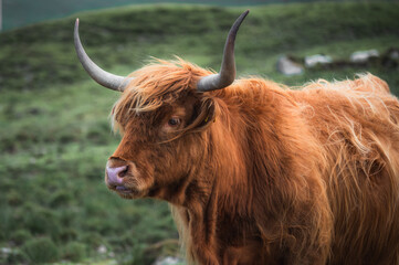portrait of highland furry cow on the pasture. Rural life and farming concept. copy space banner