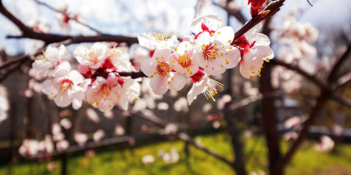 plum tree garden in full blossom. twig closeup on rural background in spring