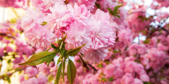 cherry blossom of kwanzan sakura on a sunny day. spring holiday season