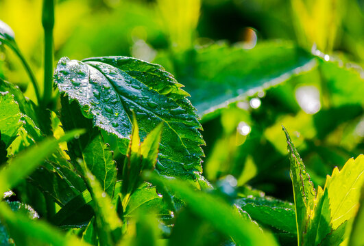 green leafs in water drops. fresh closeup nature background in spring