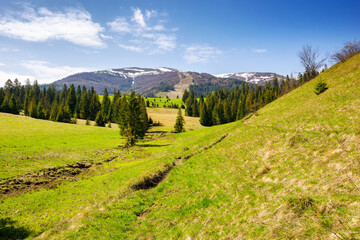 carpathian countryside scenery of ukraine on a sunny day in spring. coniferous forest on a grassy hills in valley. borzhava mountain range with snow capped tops in the distance beneath a blue sky