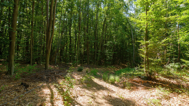 trail through primeval beech forest in summer. scenery with trees in green foliage