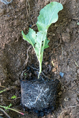 cabbage seedling in soil filled with mycelium in the substrate for regenerative and sustainable agriculture.