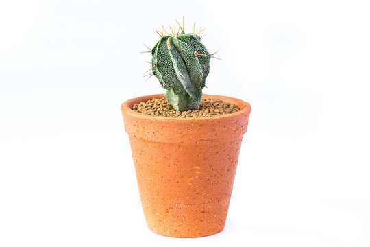 small cactus in clay pots on white background. Dorstenia foetida