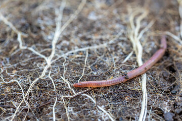 earthworm slithering on roots and soil