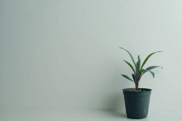 A Potted Flower Against a White Wall