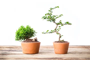 Fotobehang Bonsai Small decorative tree on wooden floor, Small bonsai tree in the clay pots  © pattanawit